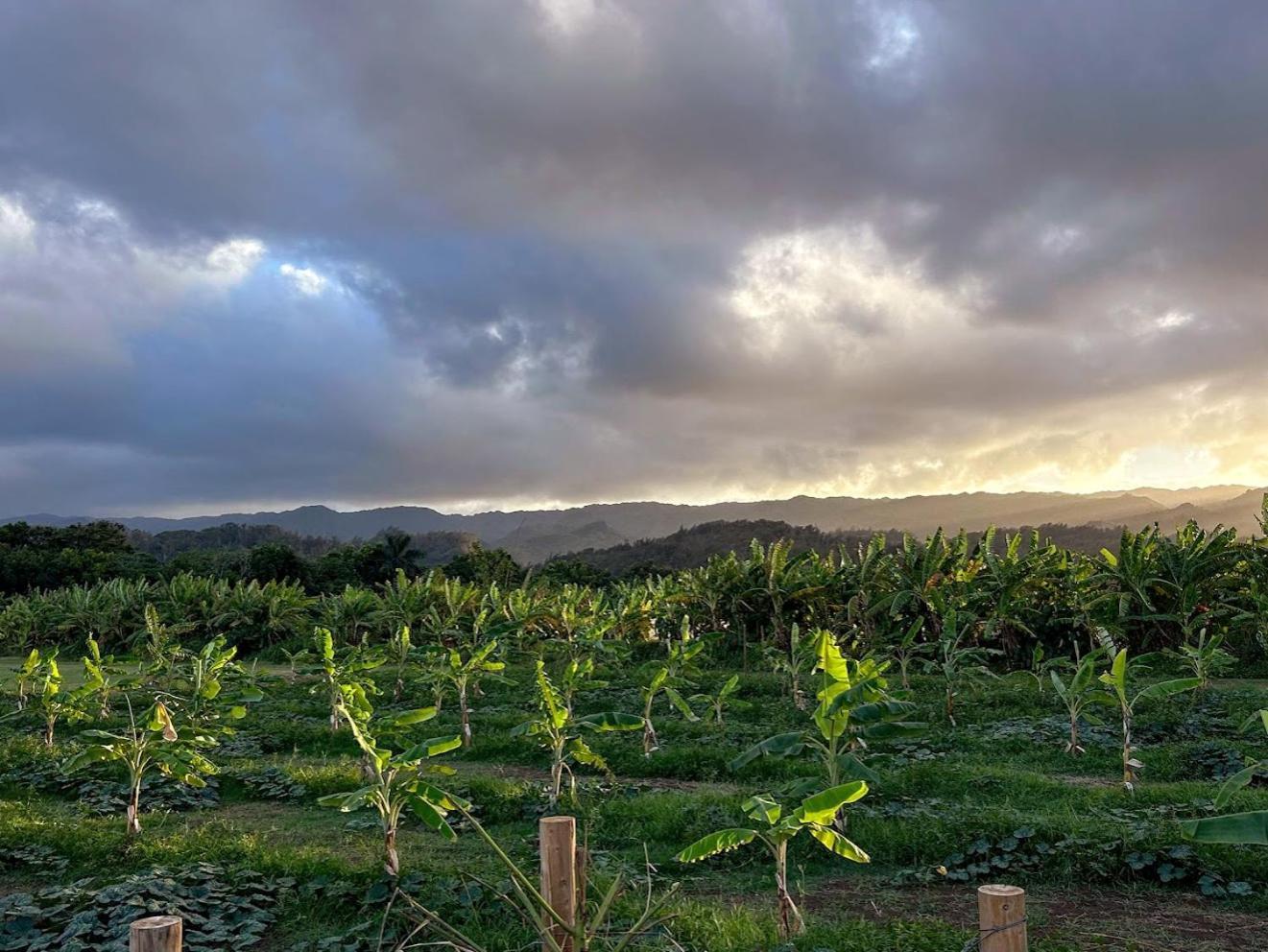 North Shore Glamping Camping Laie, Oahu, Hawaii Dış mekan fotoğraf
